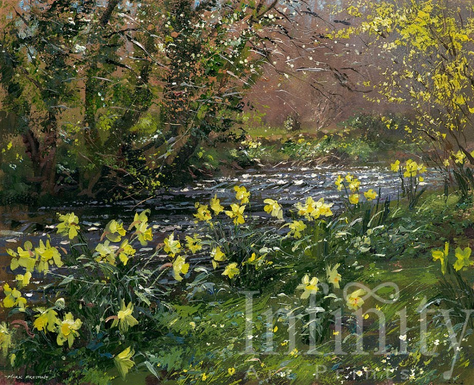 Daffodils and Forsythia, River Lathkill