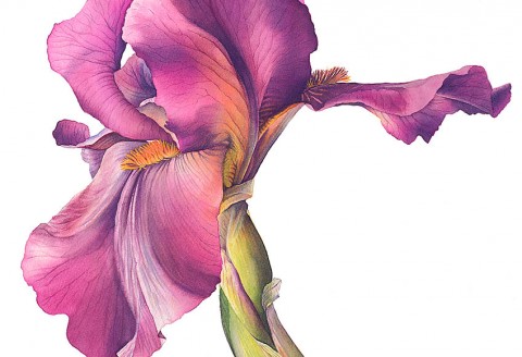 Iris 'Langport Wren' by Cheryl Wilbraham