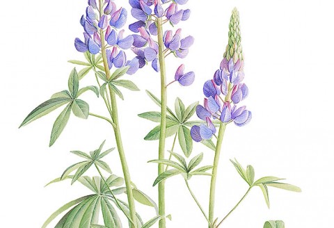 Lupin by Cheryl Wilbraham