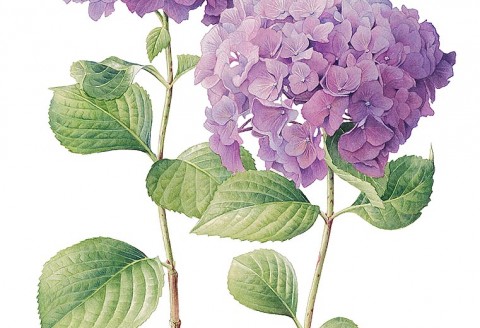 Hydrangea by Cheryl Wilbraham