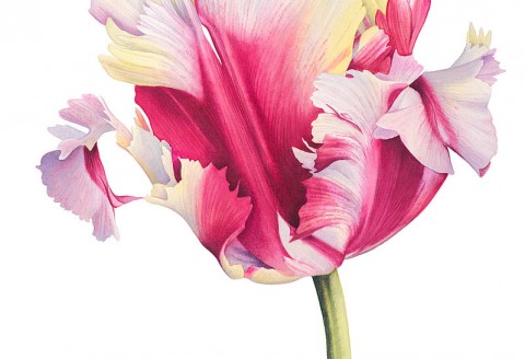 Tulip 'Flaming Parrot' by Cheryl Wilbraham